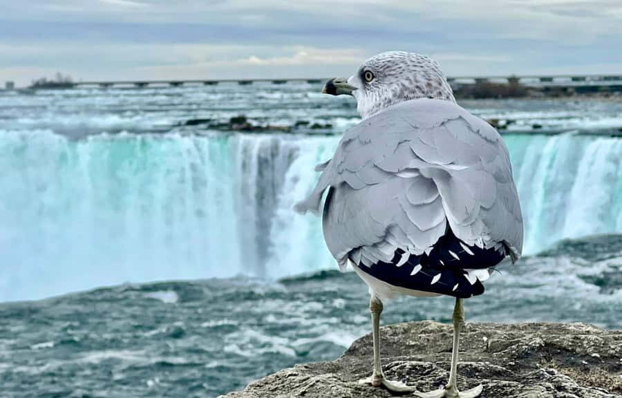 From Toronto: Niagara Falls Tour + Boat Ride and/or Journey - When This Tour Fits Best (And When to Choose Something Else)