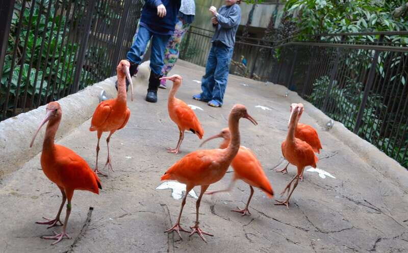 Niagara Falls, Canada: Bird Kingdom Entry Ticket - How long you’ll actually be inside (and how to pace it)