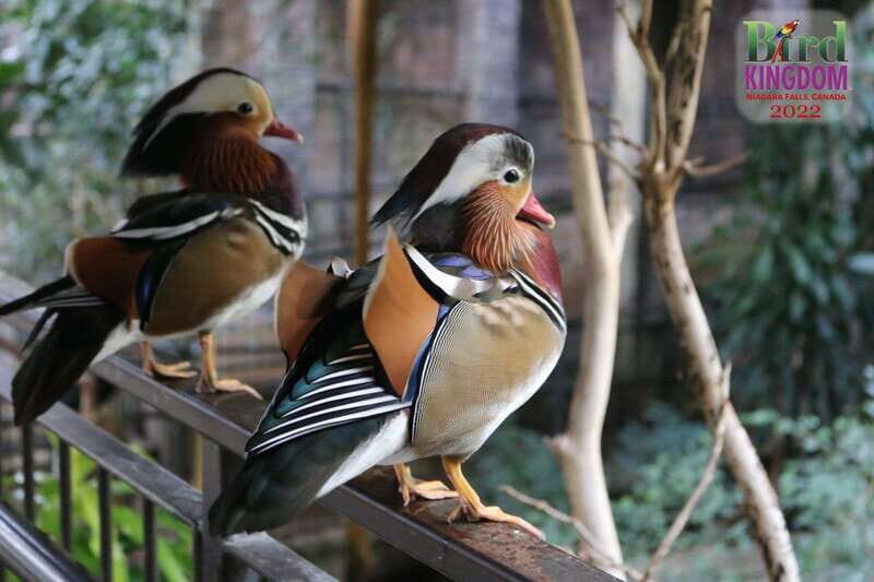 Niagara Falls, Canada: Bird Kingdom Entry Ticket - Your walk through Bird Kingdom: multi-level pathways and the “free-flying” feeling