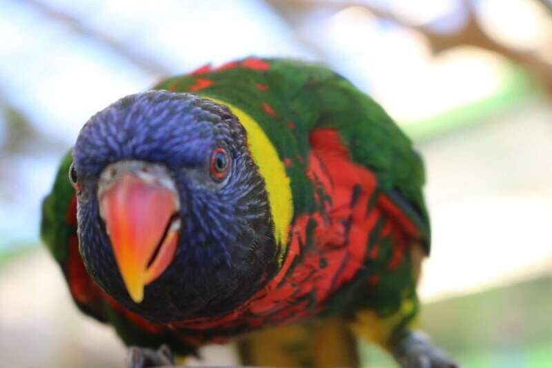 Niagara Falls, Canada: Bird Kingdom Entry Ticket - Lorikeet Landing feeding: fun, slightly messy, and often worth the extra