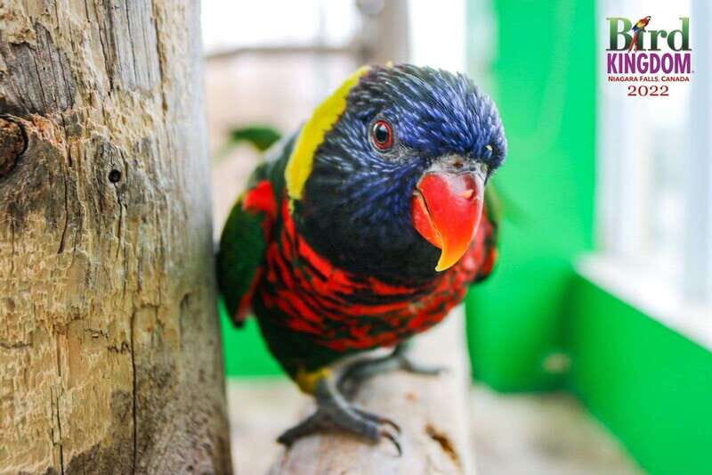 Niagara Falls, Canada: Bird Kingdom Entry Ticket - Photos at Bird Kingdom: get the shot without turning it into a chase