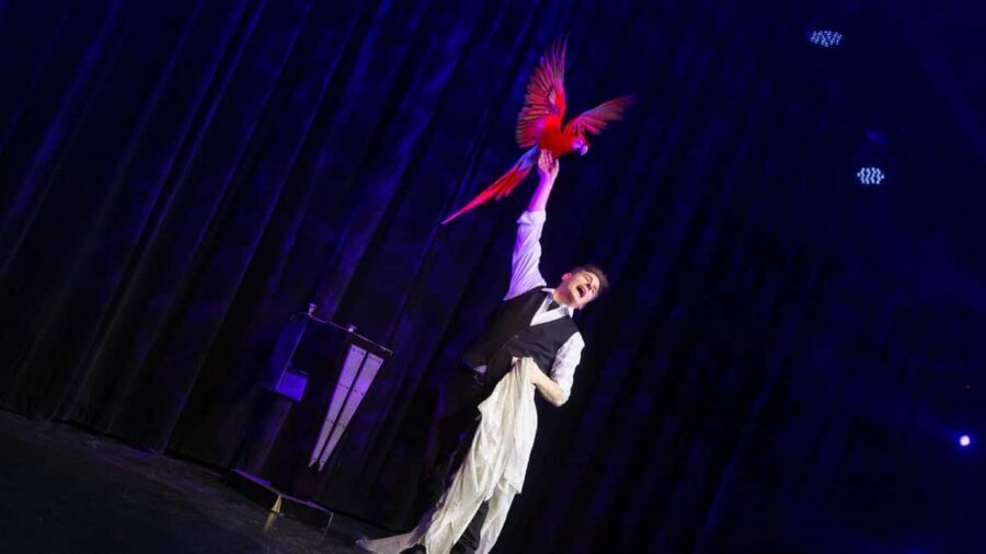Niagara Falls, Canada: Wild Magic Show Ticket - Seating and Sight Lines: Choosing Level vs. Picking the Best View