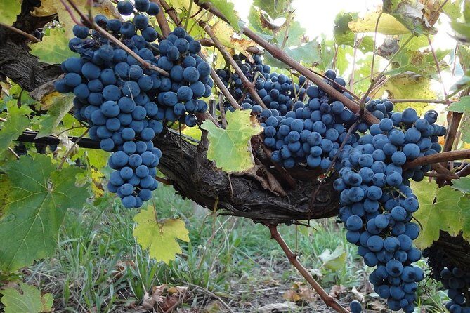 Private Customizable Niagara Falls Winery Tour from Buffalo NY - Choosing wineries and breweries: timing and budgeting for tastings