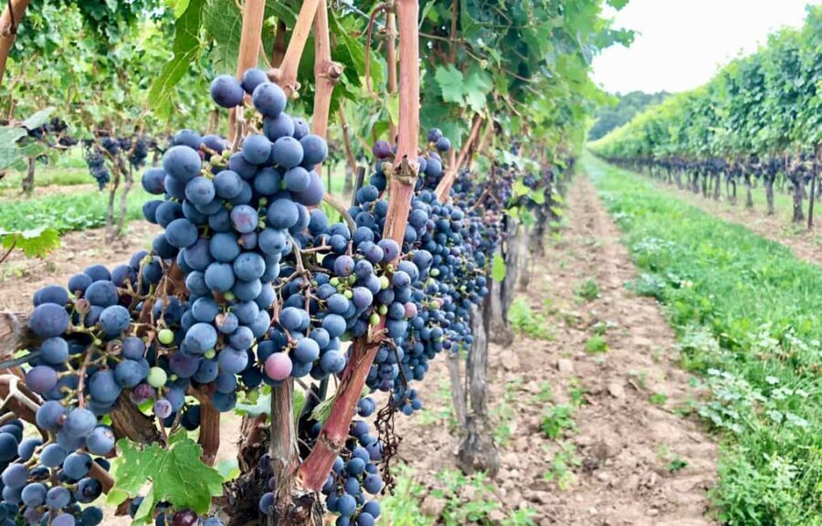Toronto: Niagara-on-the-Lake, Wine Tasting & Chocolate Tour - What to Pack (and What Not to Bring)