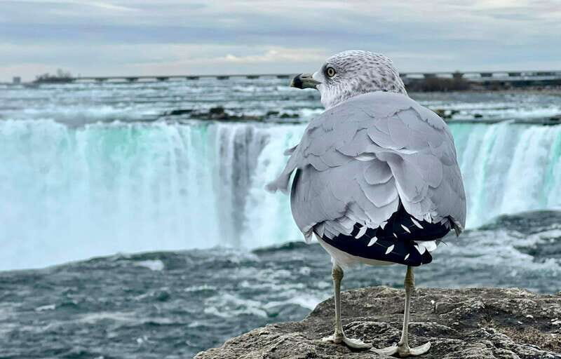 Toronto: Winter Niagara Falls Tour with Attractions Package - Getting Picked Up in Toronto and Mississauga (and Not Losing Your Morning)