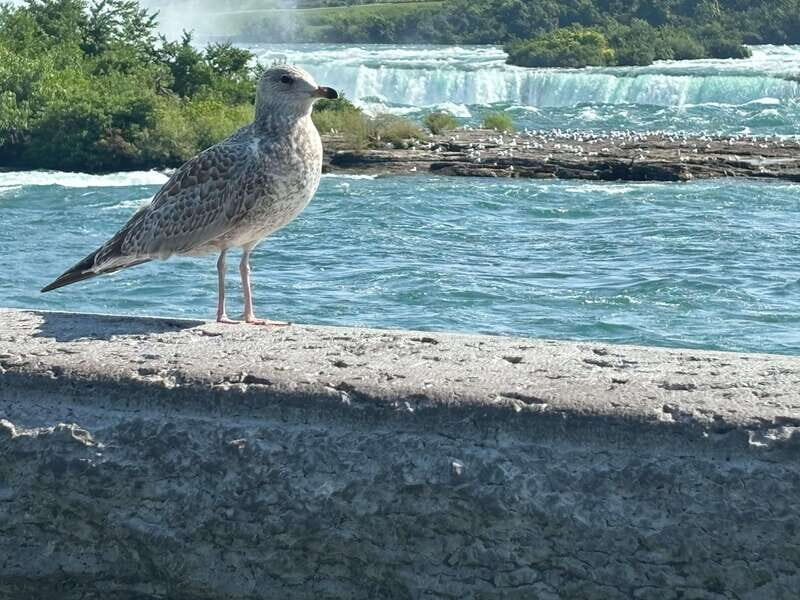 Walking Tour of Niagara Falls Canada and Hornblower Boat - What to wear, what to bring, and how to not ruin your photos